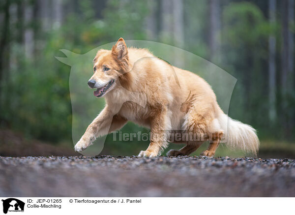 Collie-Mischling / Collie-Mongrel / JEP-01265