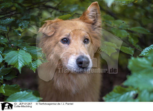 Collie-Mischling / Collie-Mongrel / JEP-01267