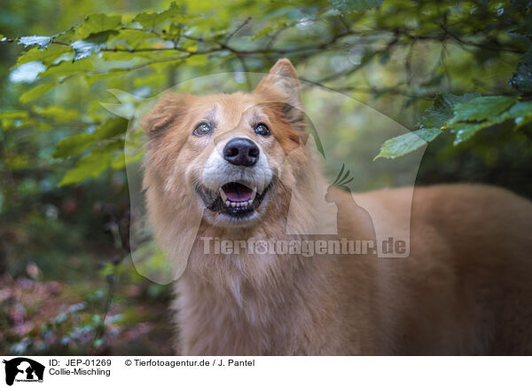 Collie-Mischling / Collie-Mongrel / JEP-01269