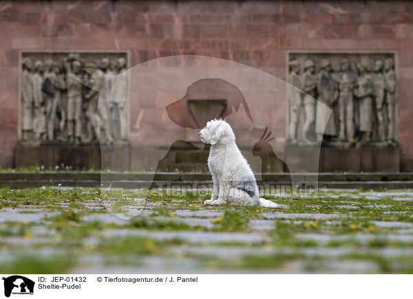 Sheltie-Pudel / Sheltie-Poodle / JEP-01432