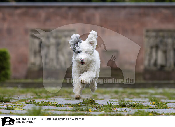 Sheltie-Pudel / Sheltie-Poodle / JEP-01434