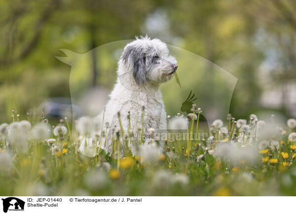 Sheltie-Pudel / Sheltie-Poodle / JEP-01440