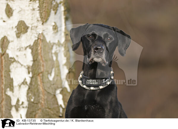 Labrador-Retriever-Mischling / Labrador-Retriever-Mongel / KB-13735