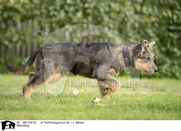 Mischling / mongrel / JM-19416