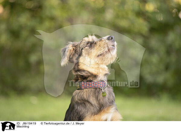 Mischling / mongrel / JM-19419