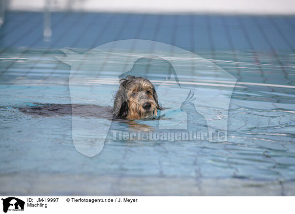 Mischling / Mongrel / JM-19997