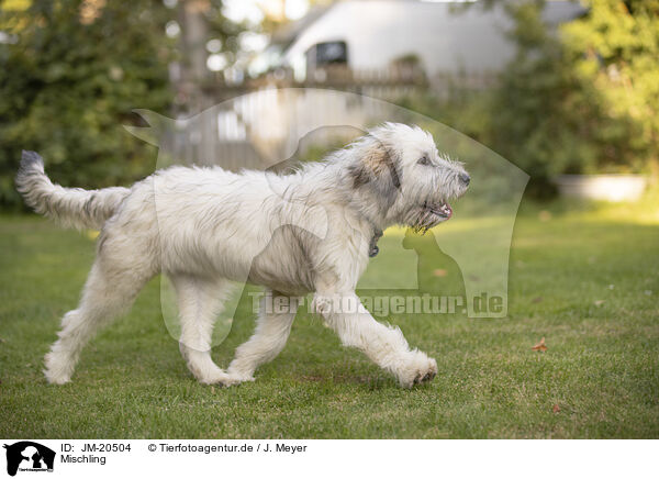 Mischling / mongrel / JM-20504