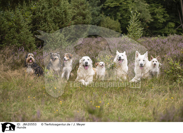 Hunde / dogs / JM-20553