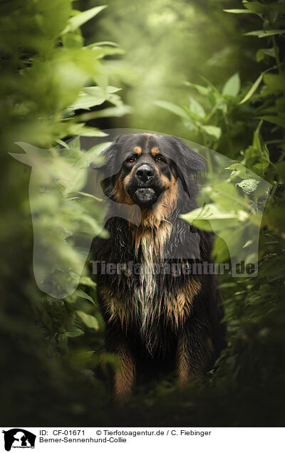 Berner-Sennenhund-Collie / Bernese-Mountain-Dog-Collie / CF-01671