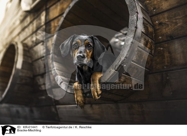 Bracke-Mischling / Hound-Mongrel / KR-01441