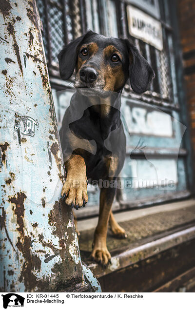 Bracke-Mischling / Hound-Mongrel / KR-01445