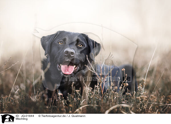 Mischling / mongrel / JQ-01844