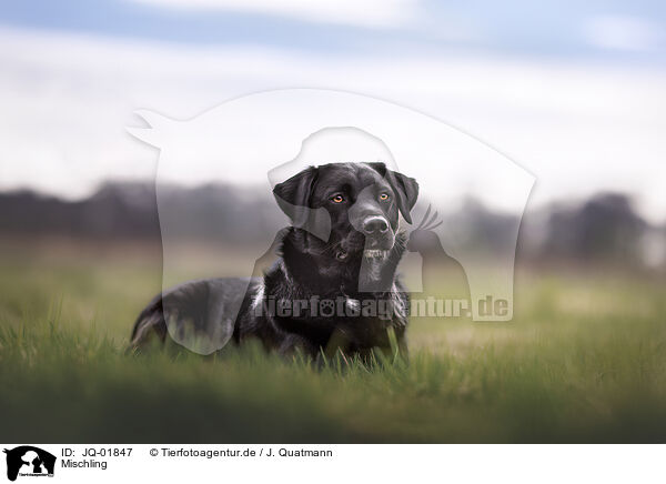 Mischling / mongrel / JQ-01847