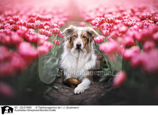 Australian-Shepherd-Border-Collie / Australian-Shepherd-Border-Collie, / JQ-01889