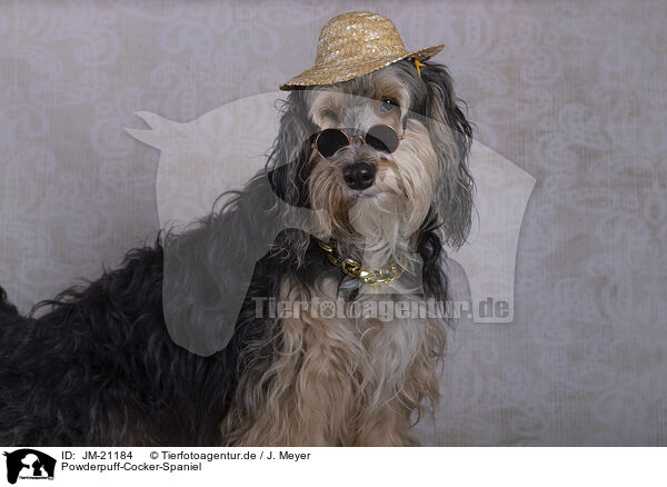 Powderpuff-Cocker-Spaniel / Powderpuff-Cocker-Spaniel / JM-21184