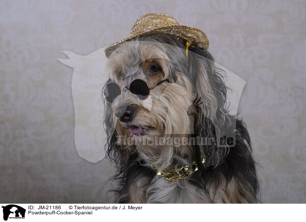 Powderpuff-Cocker-Spaniel / Powderpuff-Cocker-Spaniel / JM-21186