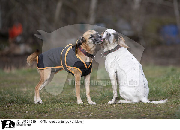Mischlinge / mongrels / JM-21619