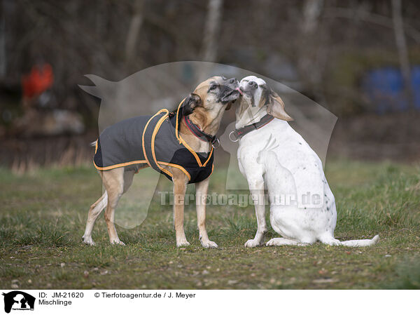 Mischlinge / mongrels / JM-21620