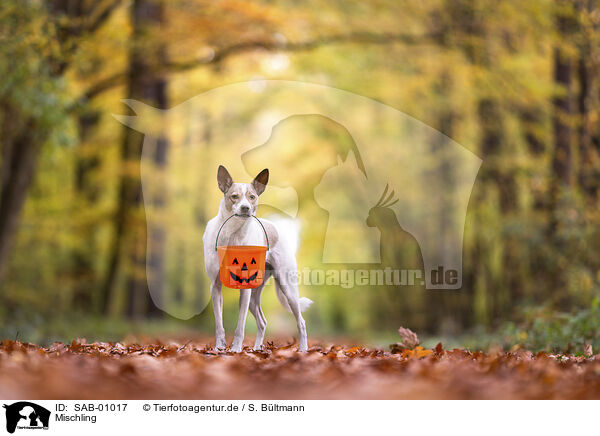 Mischling / SAB-01017