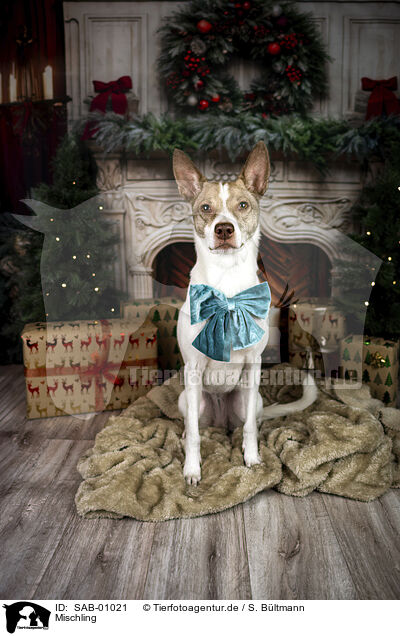 Mischling / mongrel / SAB-01021