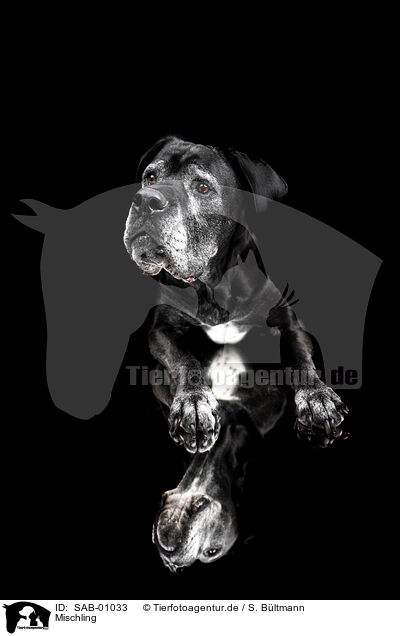 Mischling / mongrel / SAB-01033