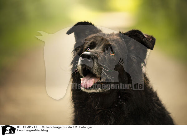 Leonberger-Mischling / Leonberger-Mongrel / CF-01747