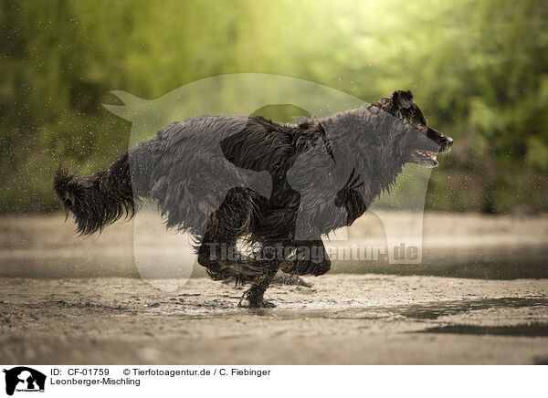 Leonberger-Mischling / CF-01759