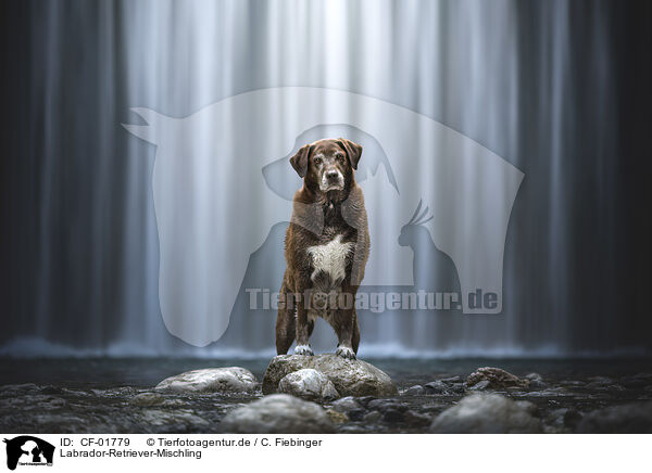 Labrador-Retriever-Mischling / Labrador-Retriever-Mongel / CF-01779