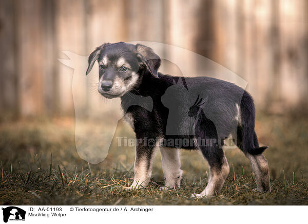 Mischling Welpe / Mongrel Puppy / AA-01193