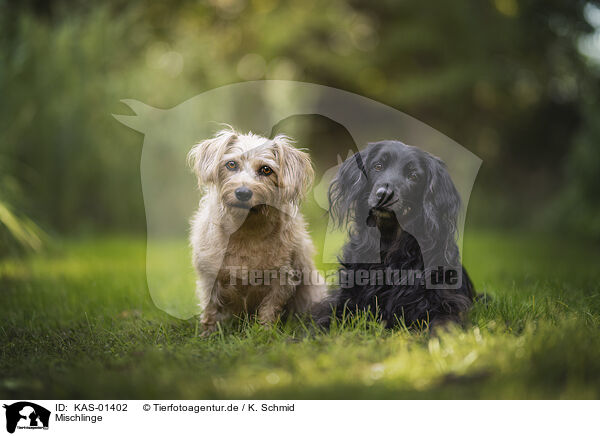 Mischlinge / mongrel dogs / KAS-01402