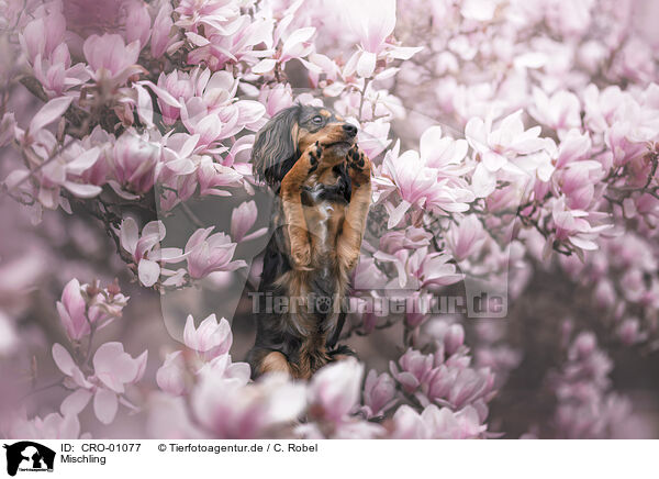 Mischling / mongrel / CRO-01077