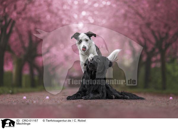 Mischlinge / CRO-01167