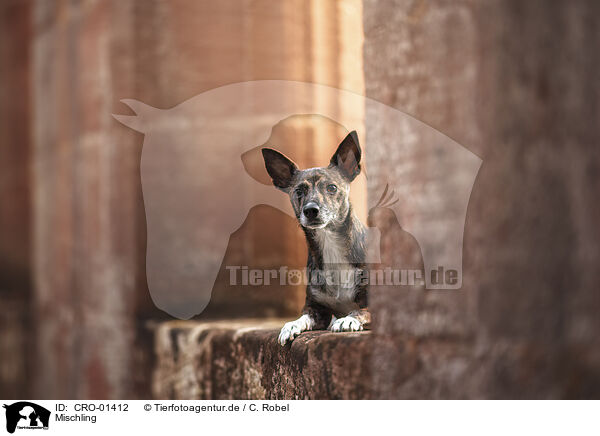 Mischling / mongrel / CRO-01412