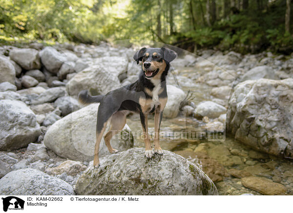Mischling / mongrel / KAM-02662
