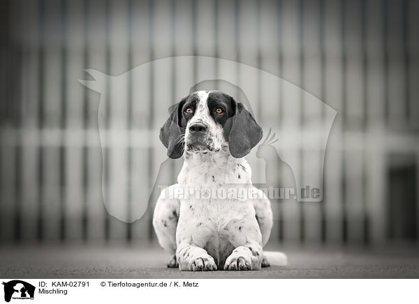 Mischling / mongrel / KAM-02791