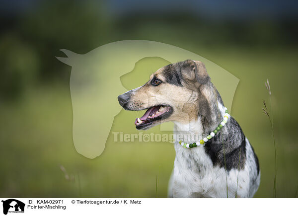 Pointer-Mischling / KAM-02971