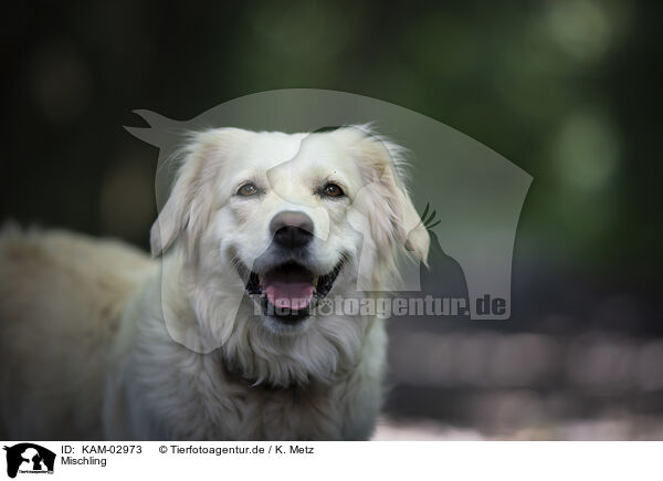 Mischling / mongrel / KAM-02973