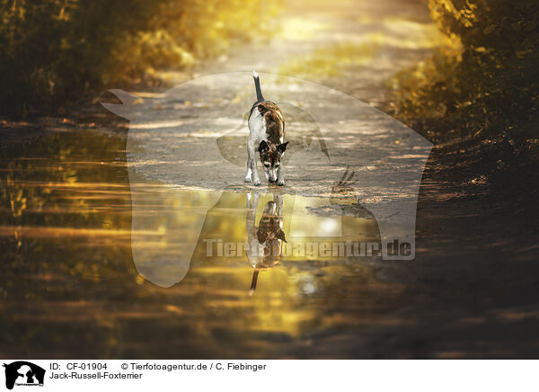 Jack-Russell-Foxterrier / Jack-Russell-Foxterrier / CF-01904