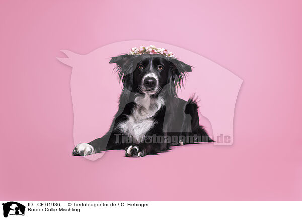 Border-Collie-Mischling / Border-Collie-Mongrel / CF-01936