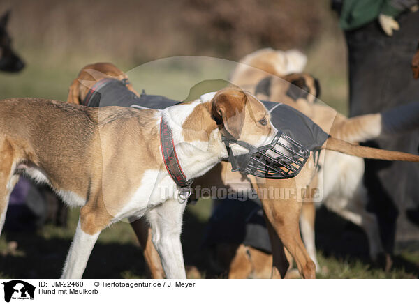 Hund mit Maulkorb / Dog with muzzle / JM-22460