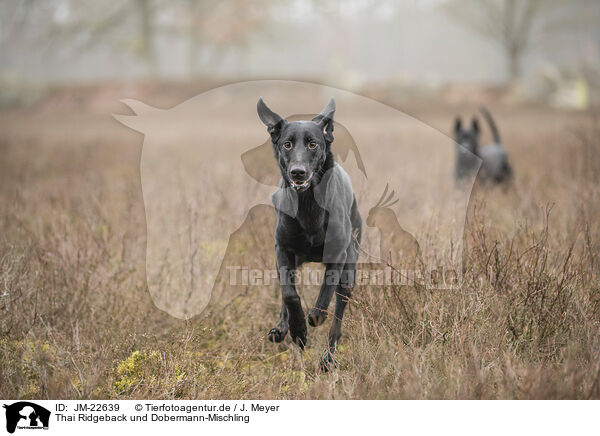 Thai Ridgeback und Dobermann-Mischling / Thai Ridgeback and Doberman-Pinnscher-Mongrel / JM-22639