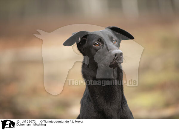 Dobermann-Mischling / Doberman-Pinscher-Mongrel / JM-22673