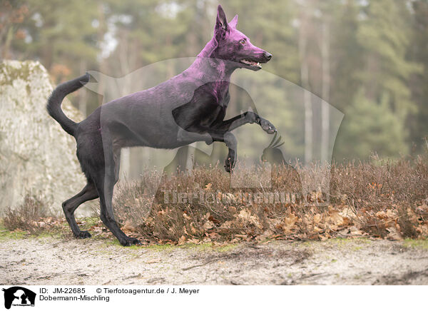 Dobermann-Mischling / Doberman-Pinscher-Mongrel / JM-22685