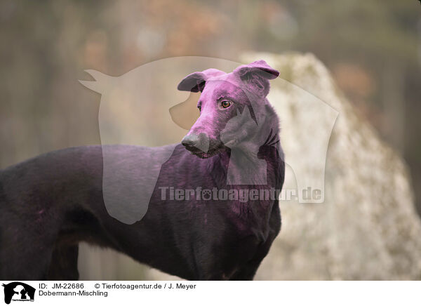Dobermann-Mischling / Doberman-Pinscher-Mongrel / JM-22686