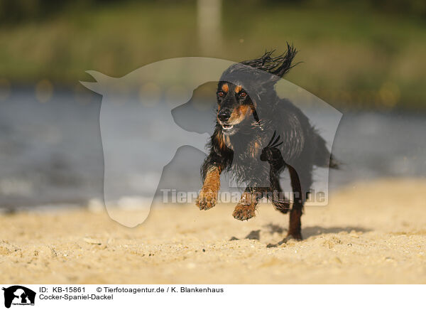 Cocker-Spaniel-Dackel / Cocker-Spaniel-Dachshund / KB-15861