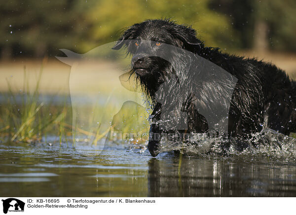 Golden-Retriever-Mischling / Golden-Retriever-Mongrel / KB-16695
