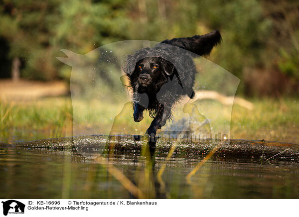 Golden-Retriever-Mischling / Golden-Retriever-Mongrel / KB-16696