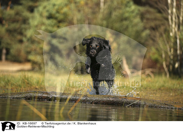 Golden-Retriever-Mischling / Golden-Retriever-Mongrel / KB-16697