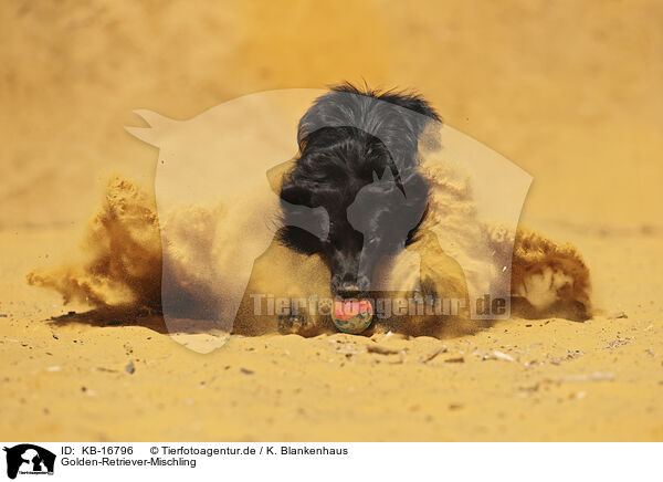 Golden-Retriever-Mischling / Golden-Retriever-Mongrel / KB-16796