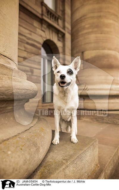 Australian-Cattle-Dog-Mix / Australian-Cattle-Dog-Mongrel / JAM-05854